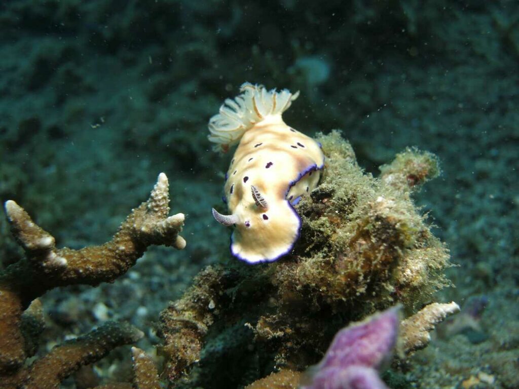 Sea Slug