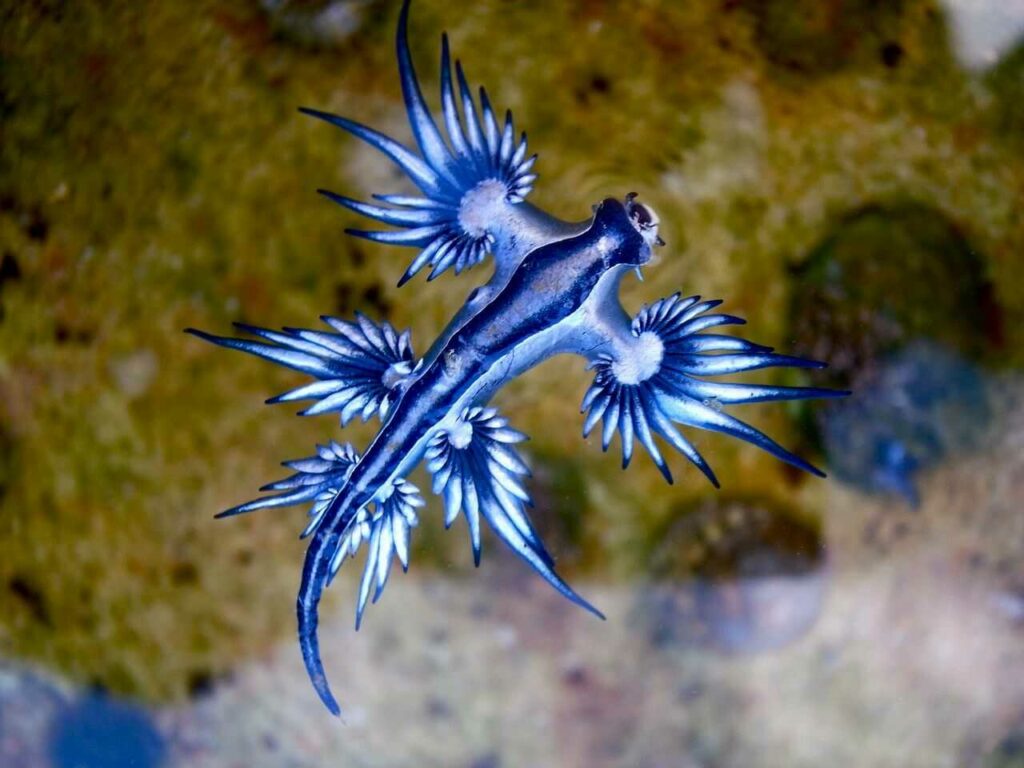 Sea Slug