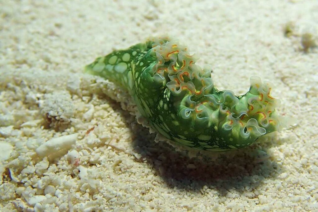 Sea Slug