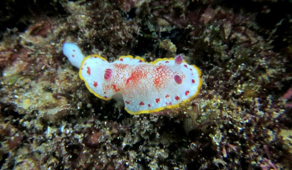 Sea Slug