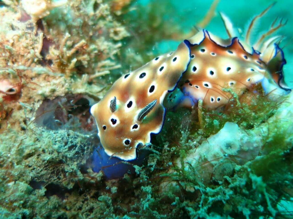 Sea Slug