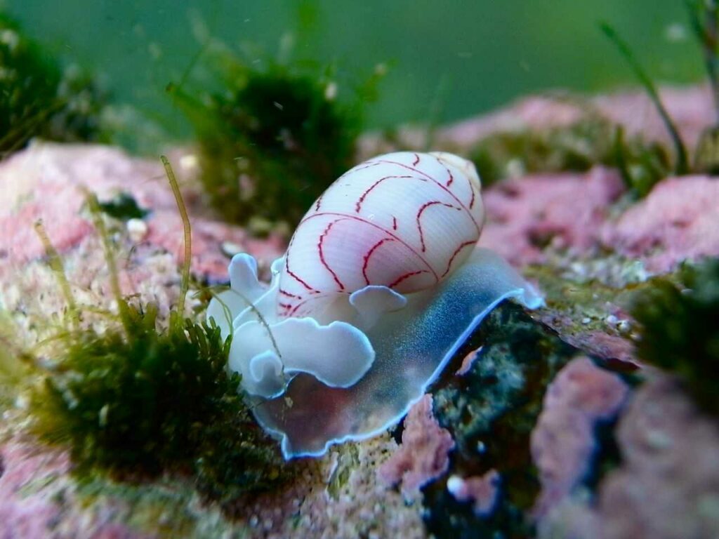Sea Slug