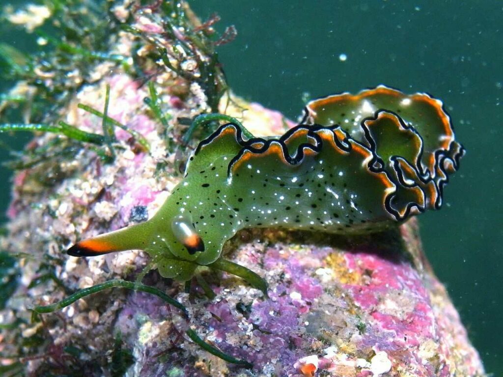 Sea Slug