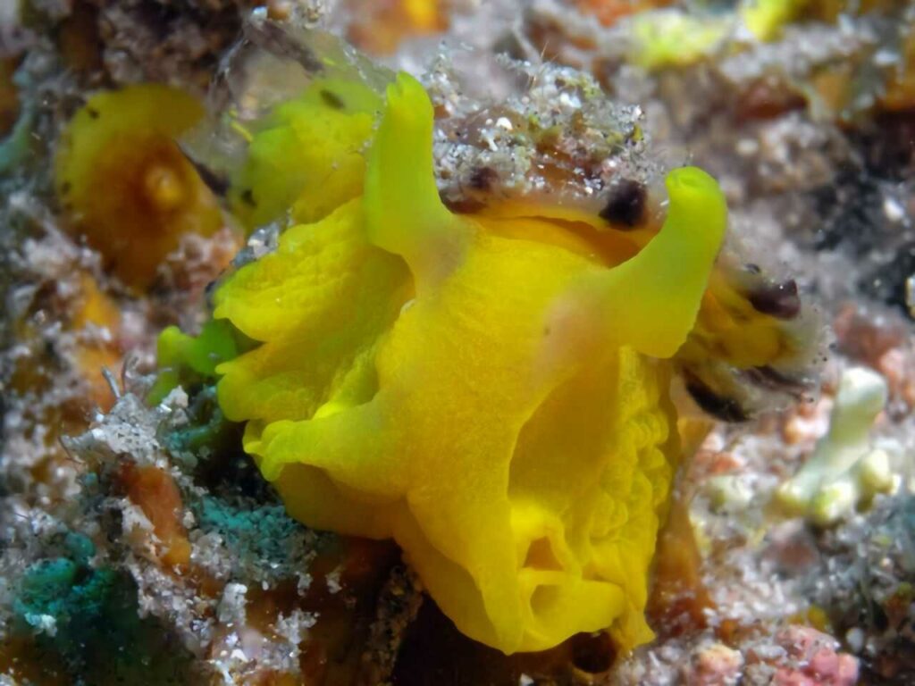 Sea Slug