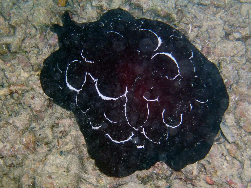 Sea Slug