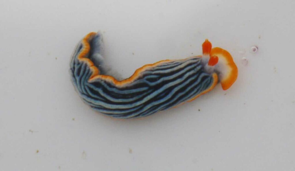 Sea Slug