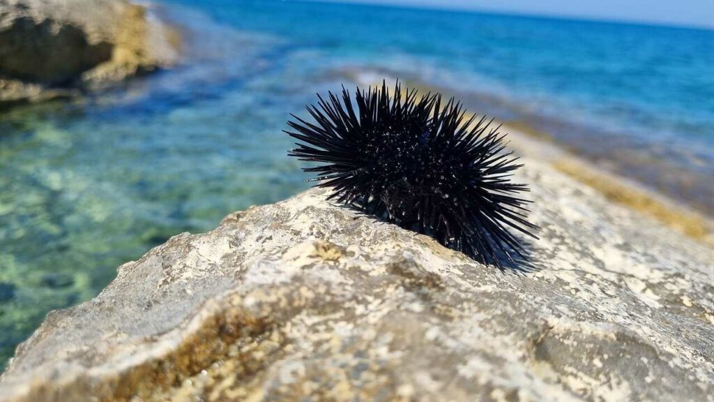 Sea Urchin