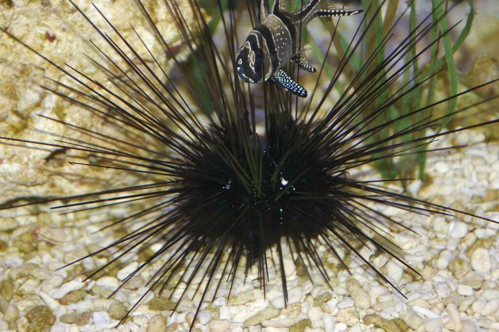 Sea Urchin