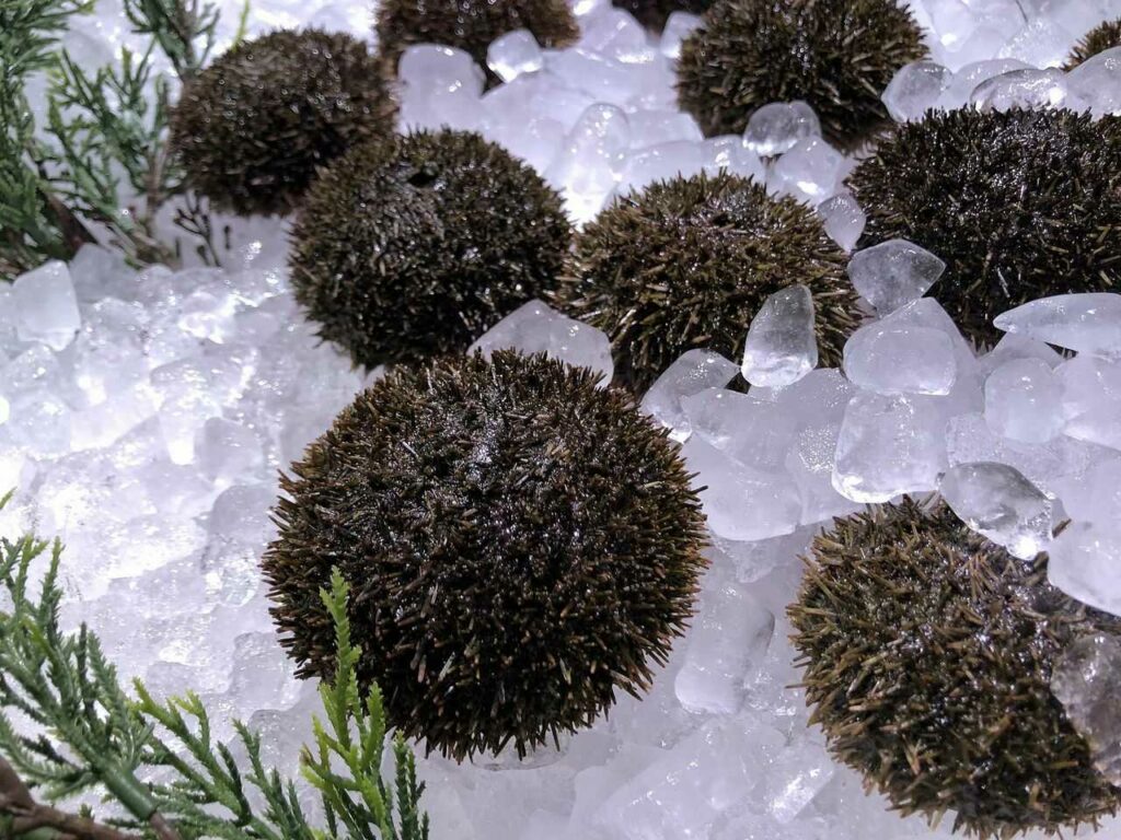 Sea Urchin