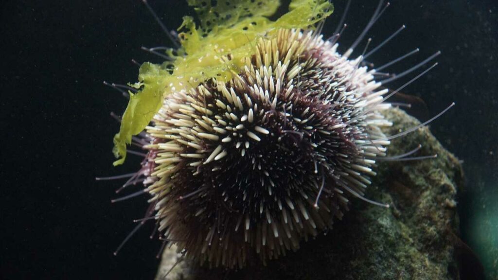 Sea Urchin