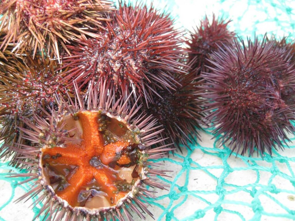 Sea Urchin