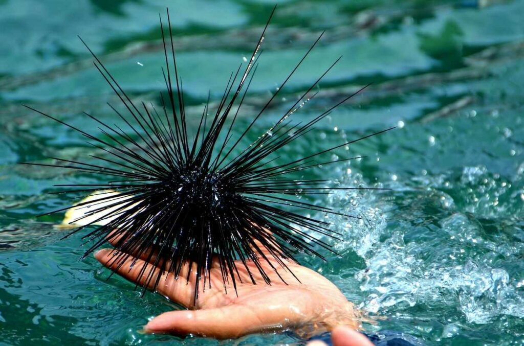 Sea Urchin