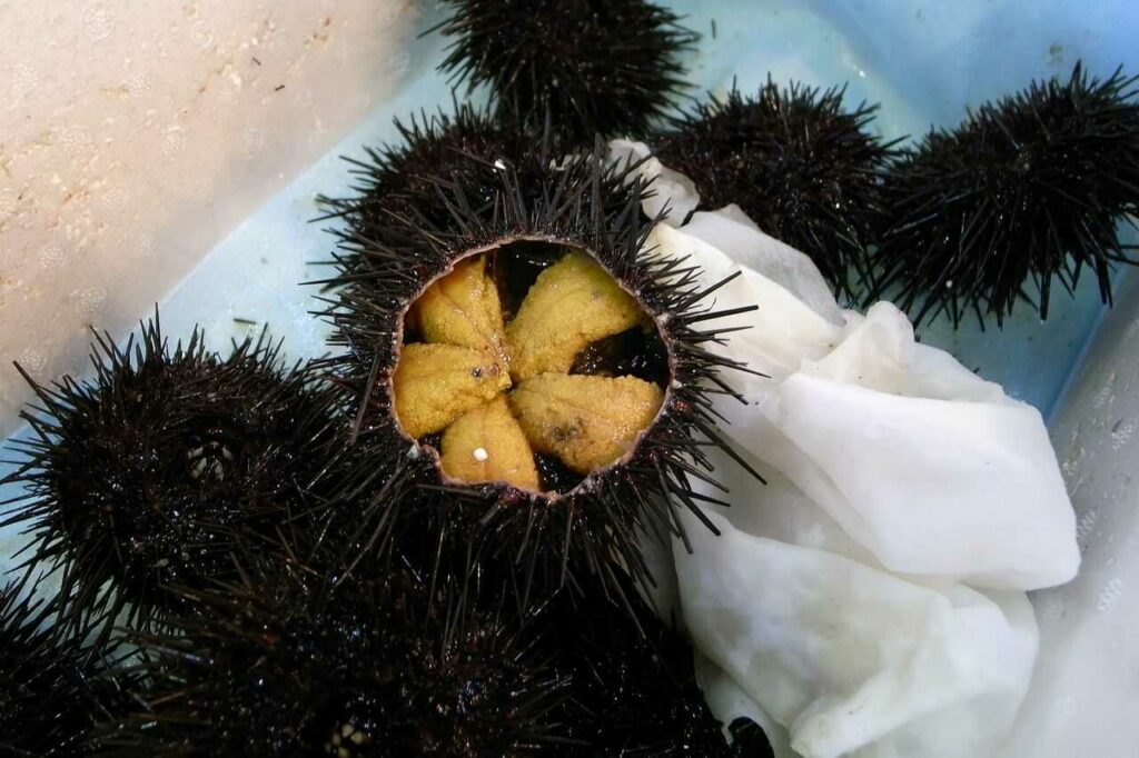 Sea Urchin