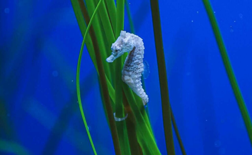 Seahorse