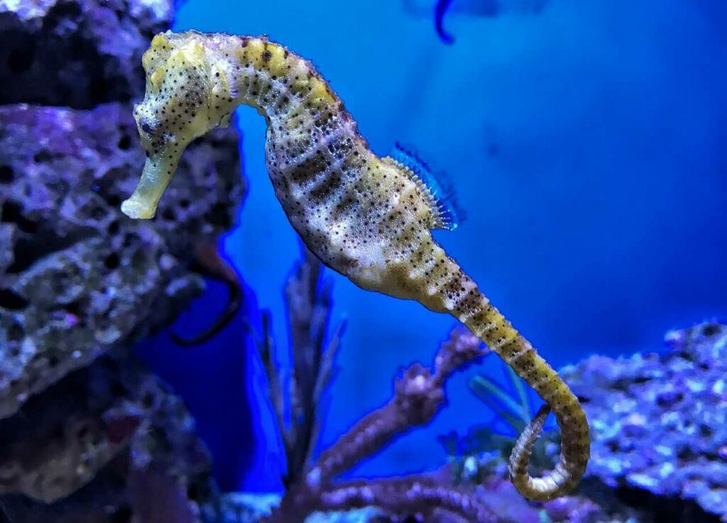 Seahorse