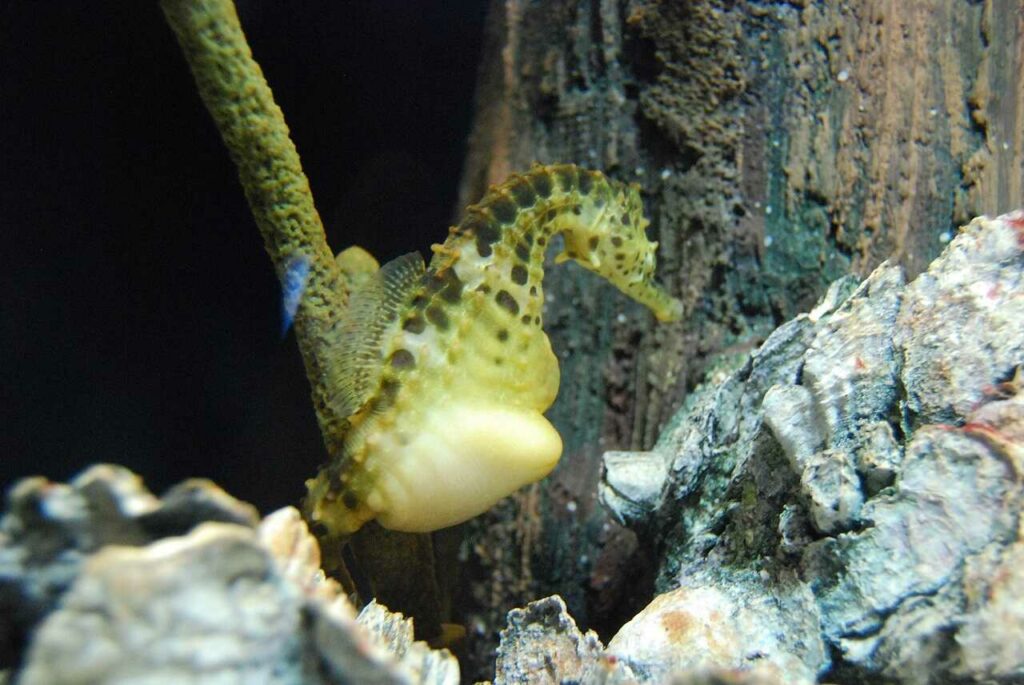 Seahorse