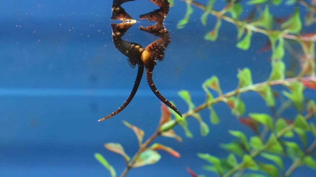 Seahorse