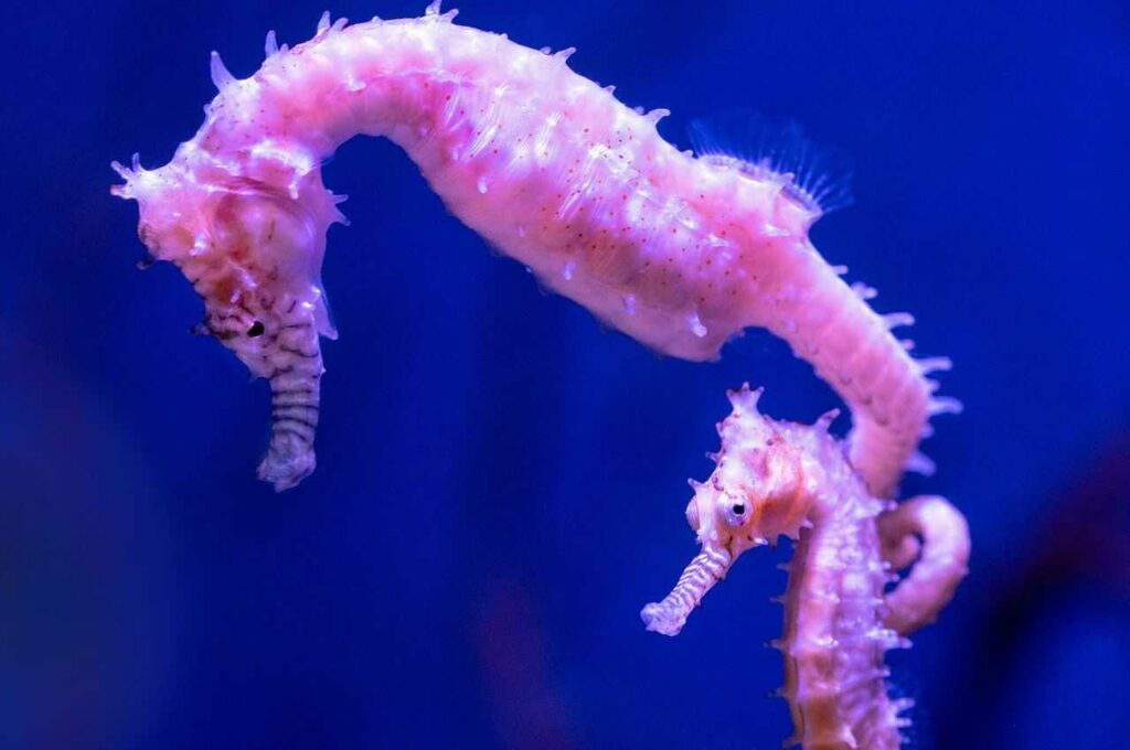 Seahorse