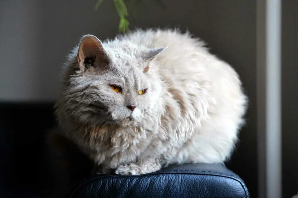 Selkirk Rex