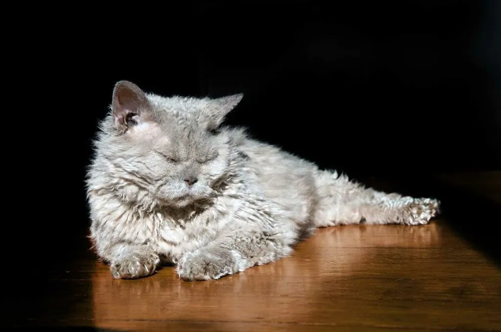 Selkirk Rex