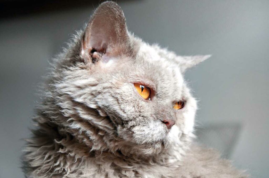 Selkirk Rex