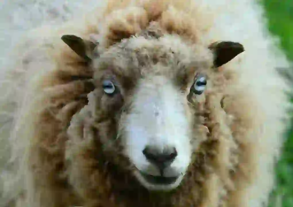 Sheep