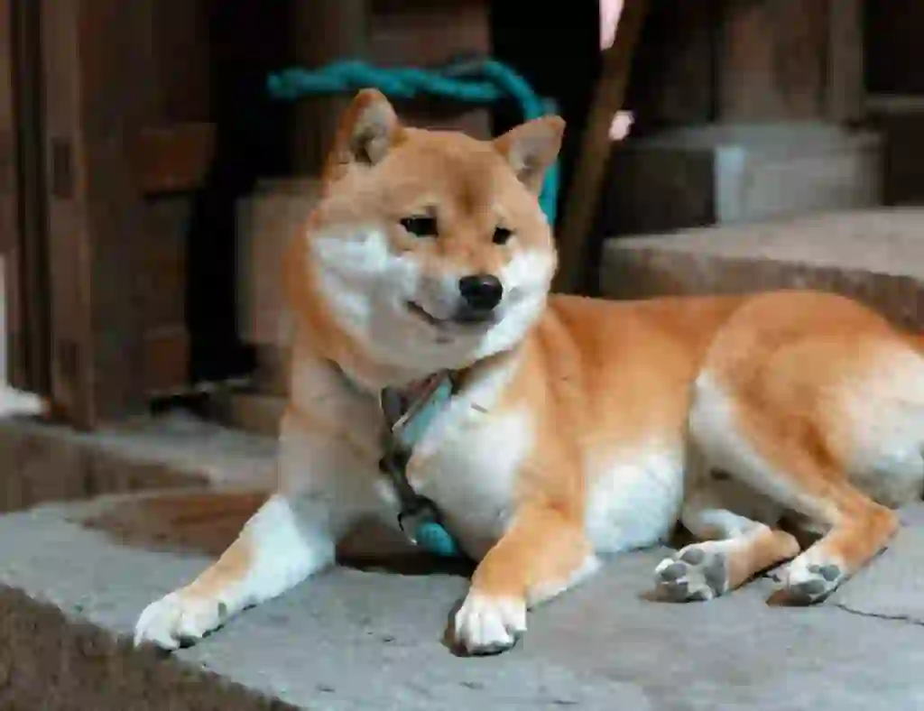 Shiba Inu