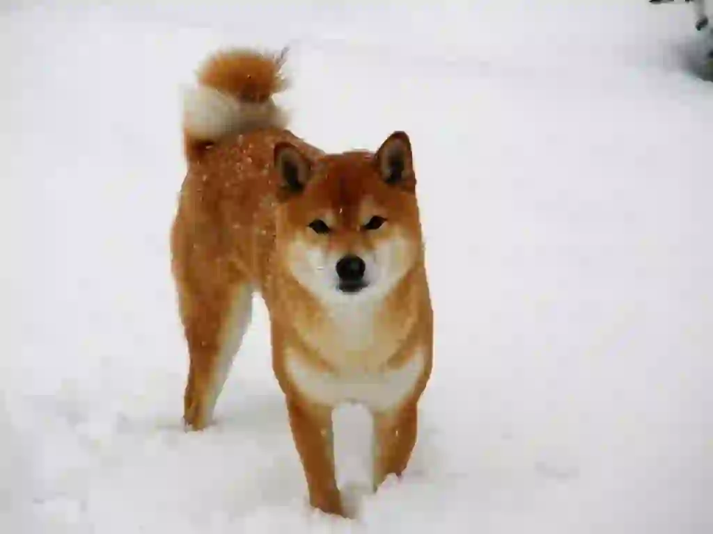 Shiba Inu