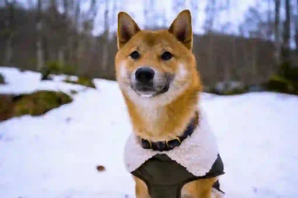 Shiba Inu