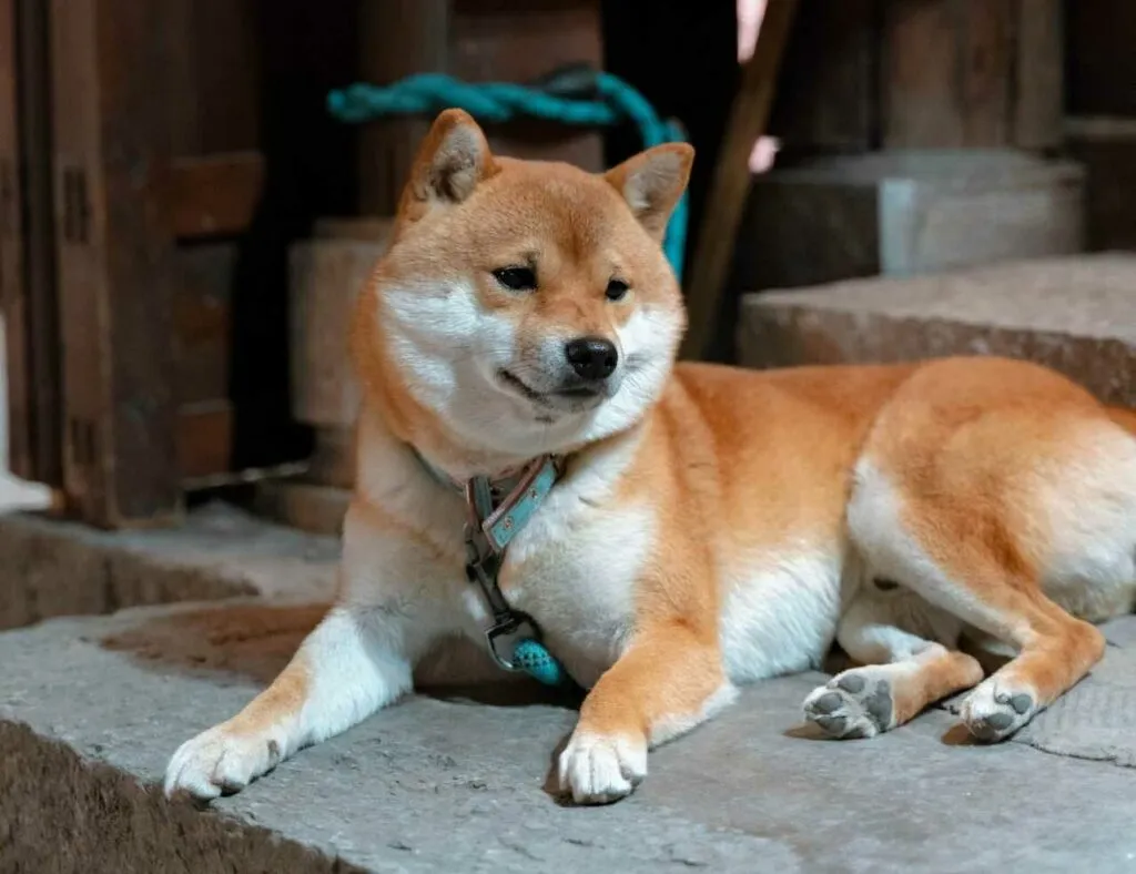 Shiba Inu