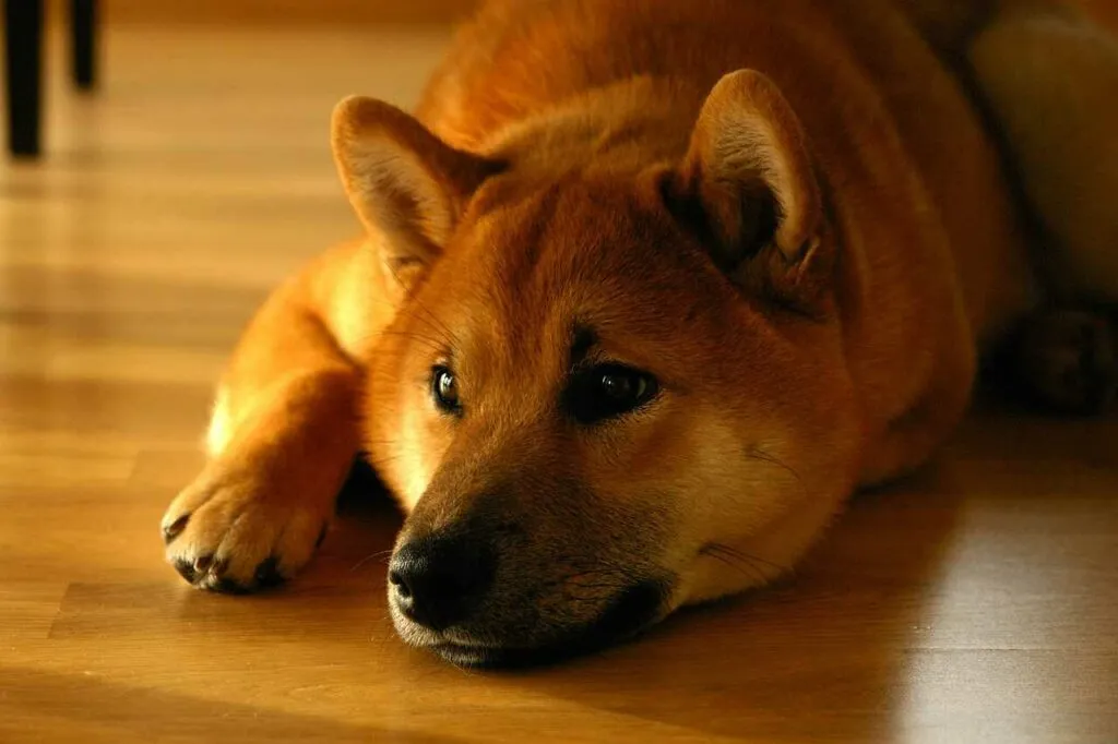 Shiba Inu