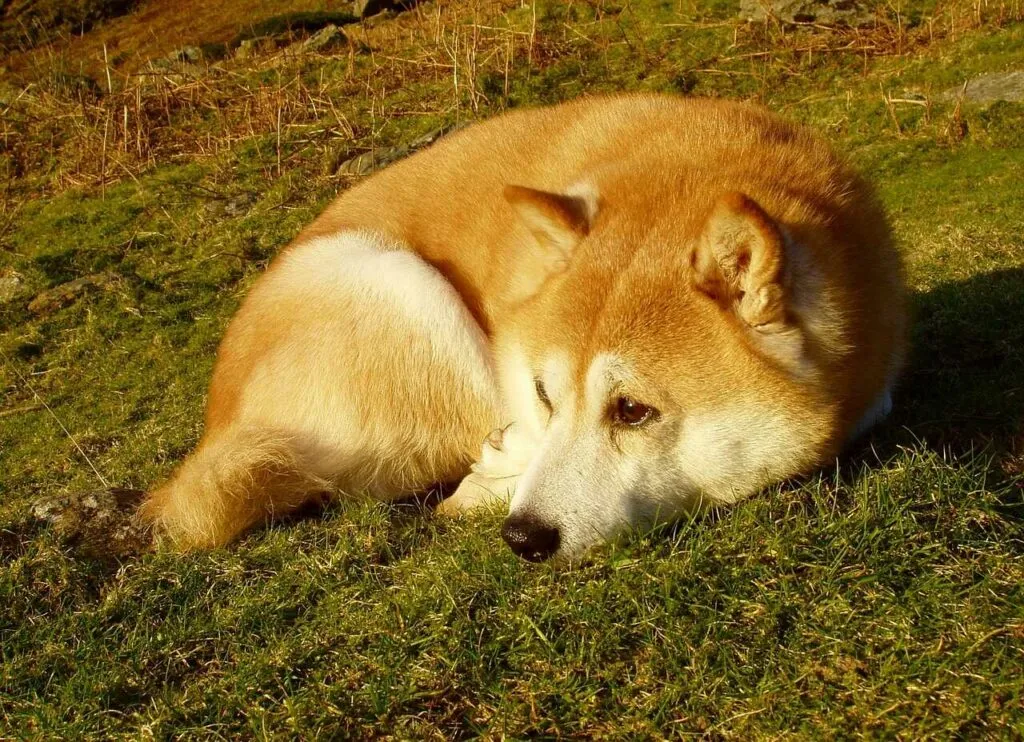 柴犬（しばいぬ）