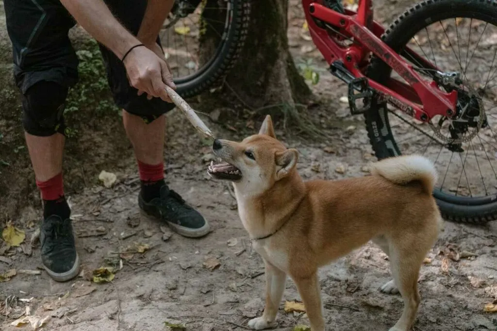 柴犬（しばいぬ）