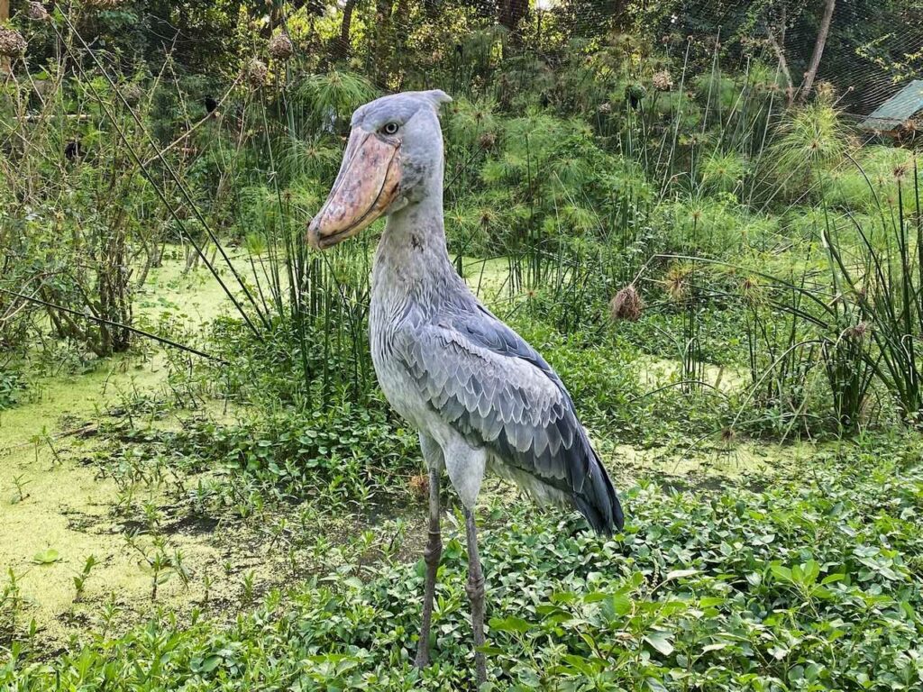 Shoebill