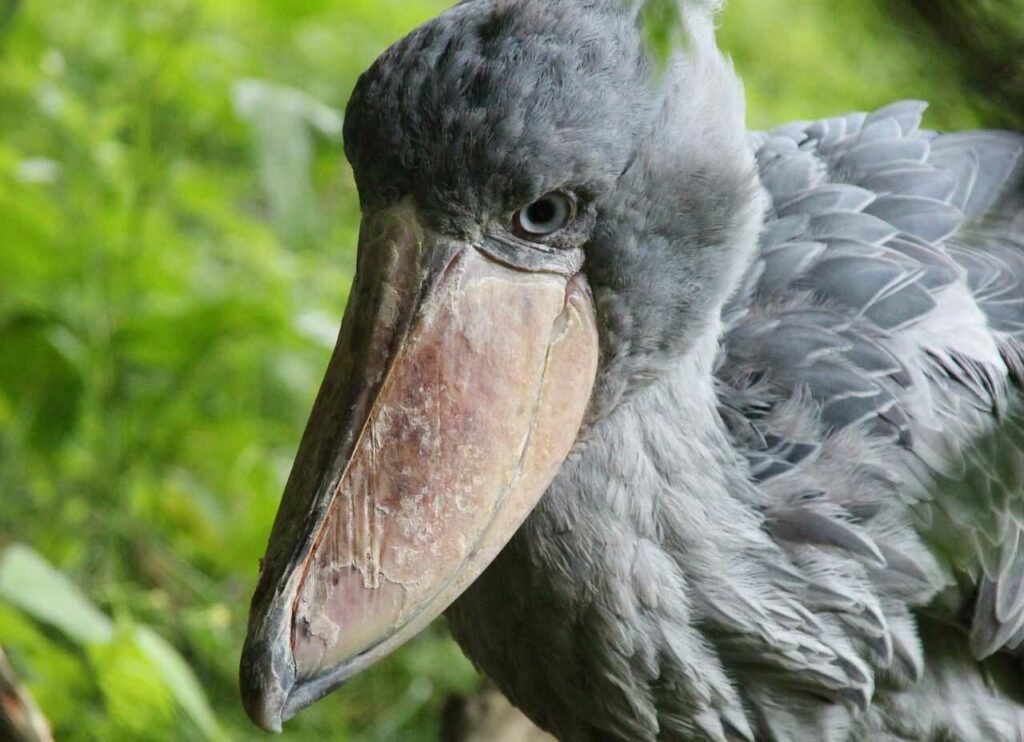 Shoebill