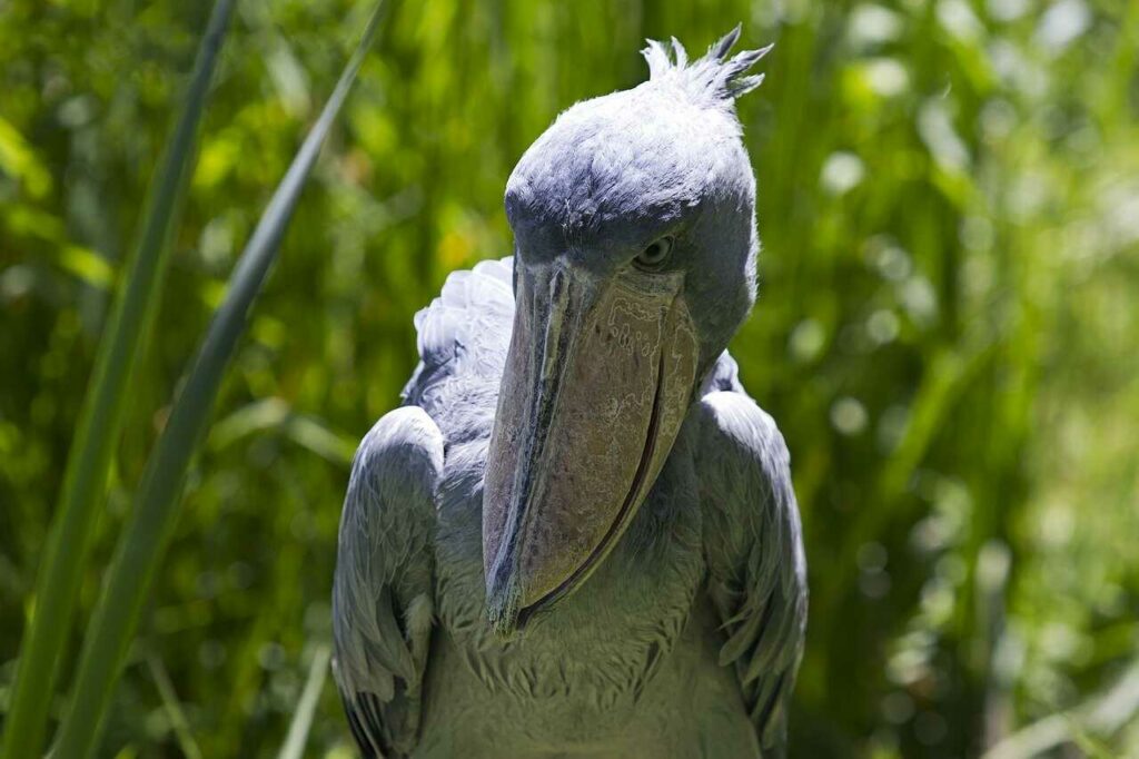 Shoebill