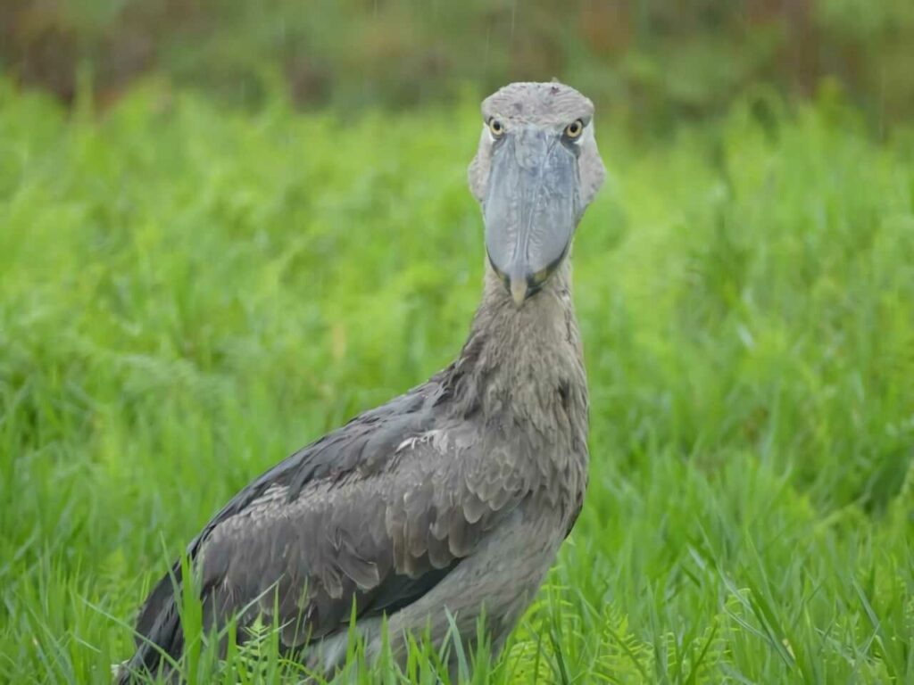 Shoebill