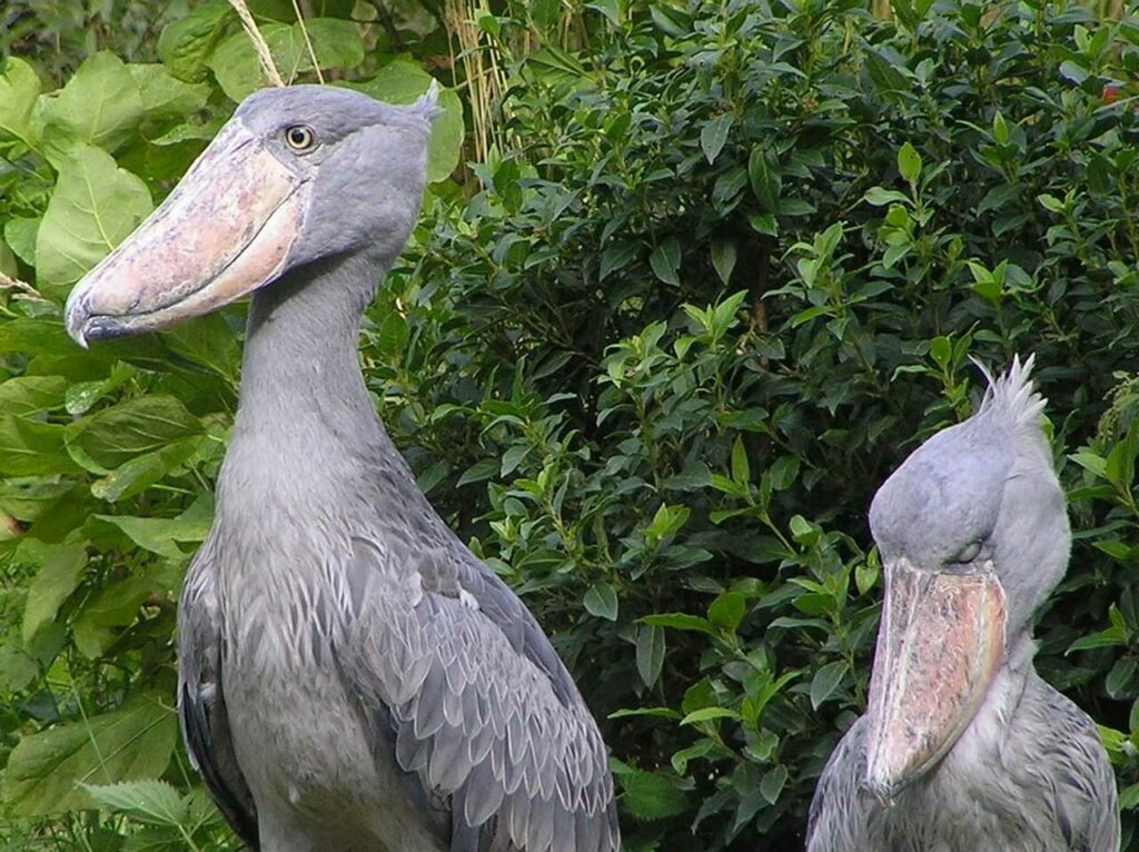 Shoebill