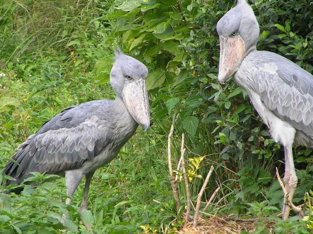 Shoebill