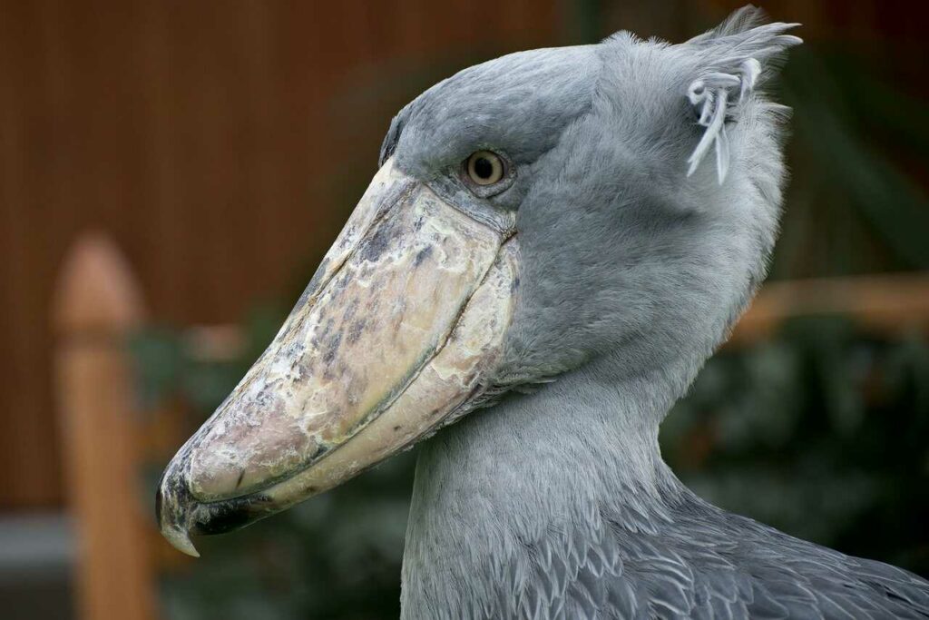 Shoebill