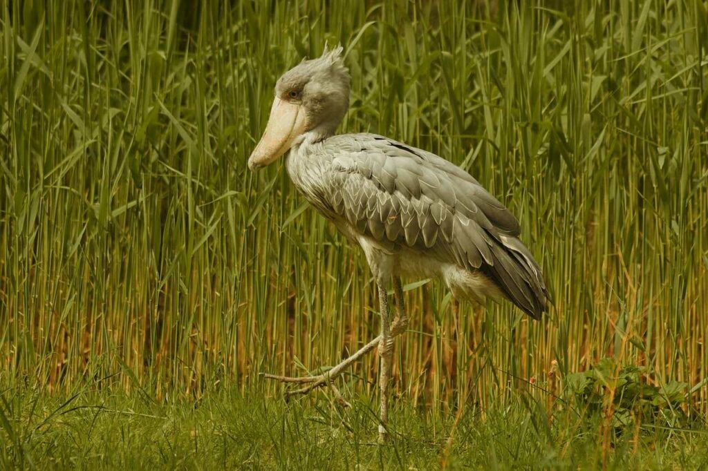 Shoebill