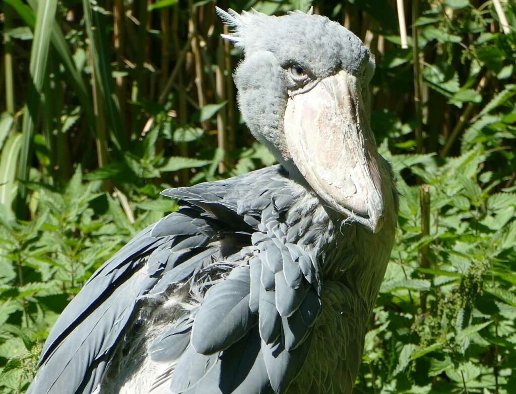 Shoebill