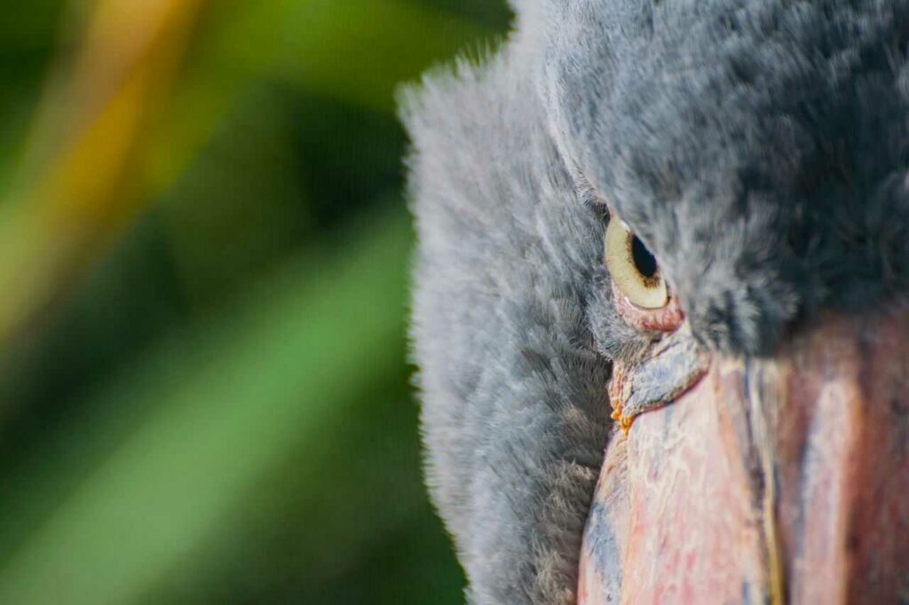 Shoebill