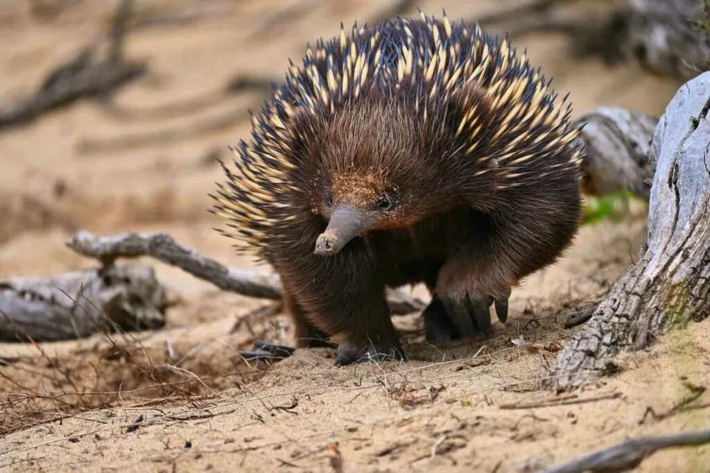 Short Beaked Echidna