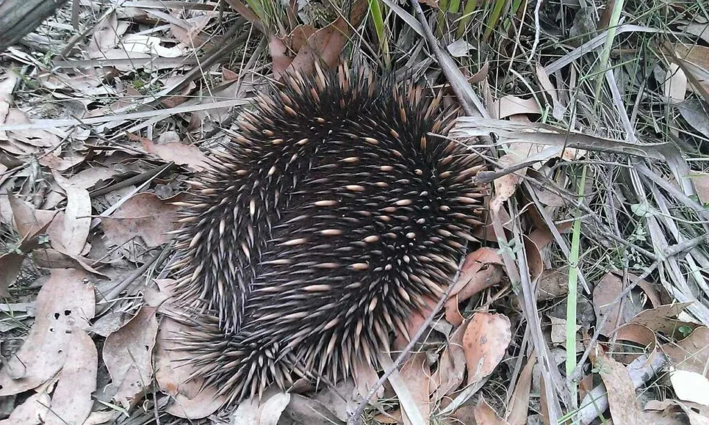 Short Beaked Echidna