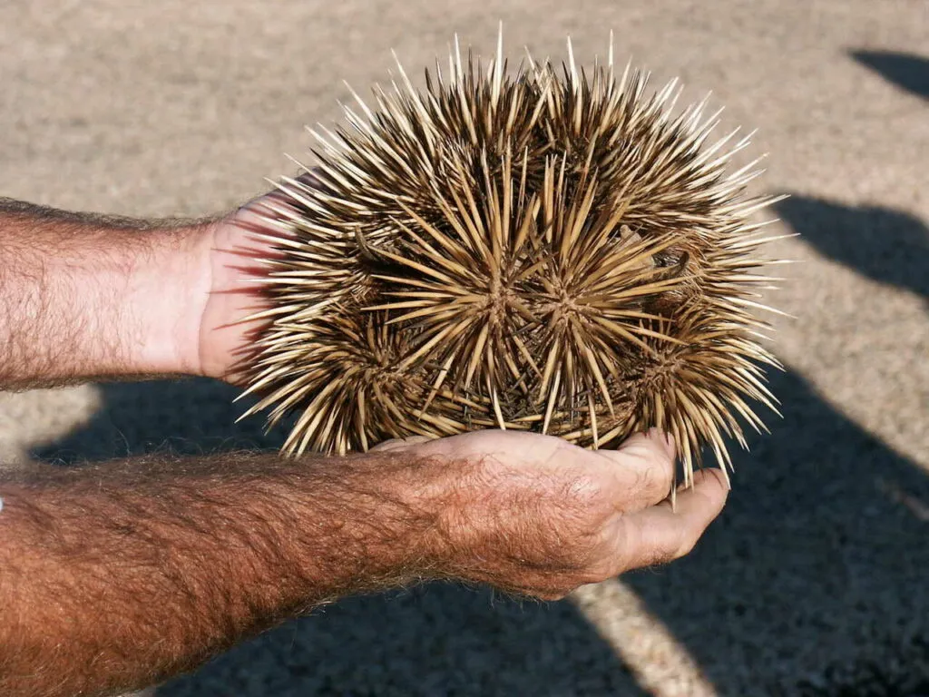 Short Beaked Echidna