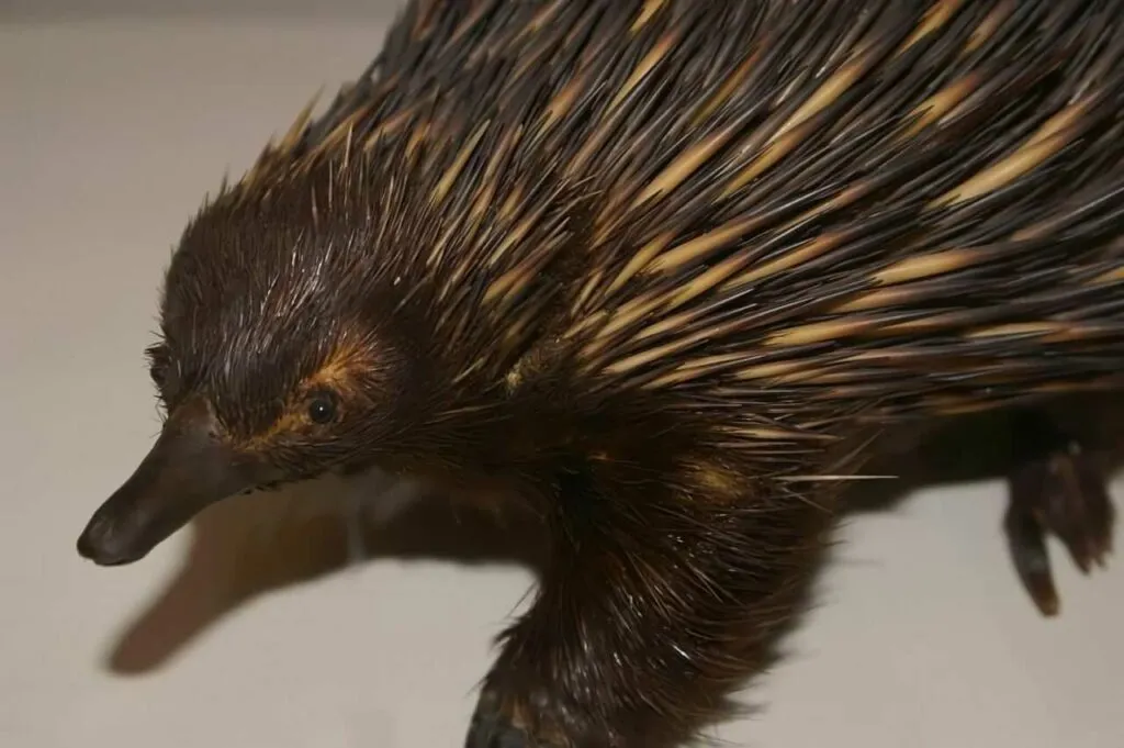 Short Beaked Echidna