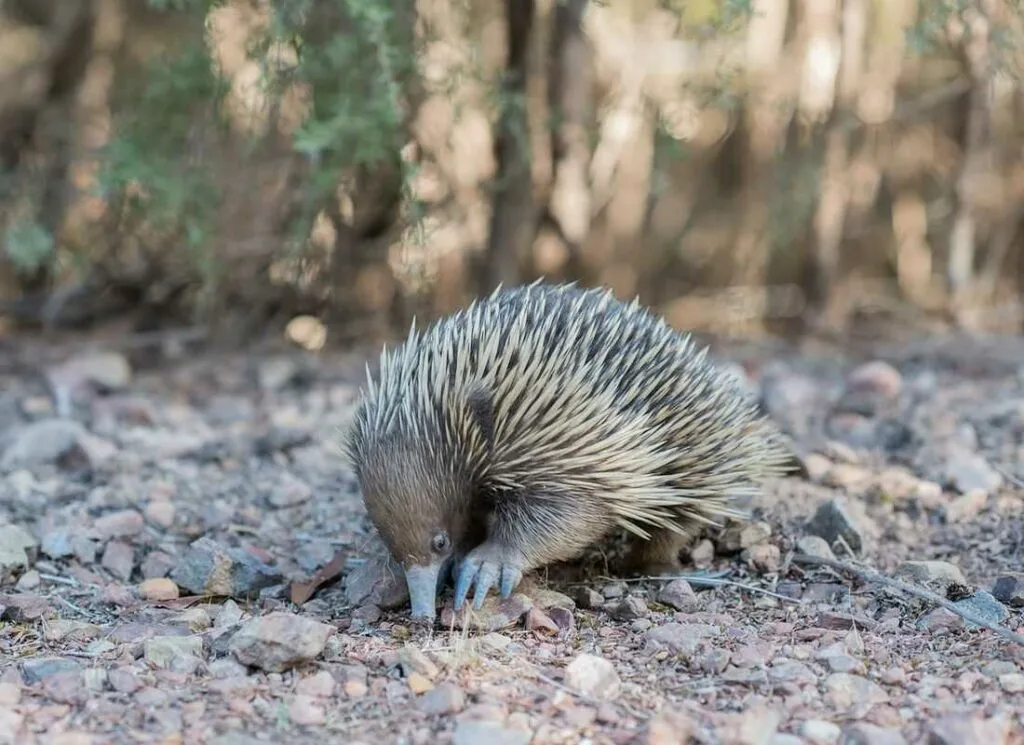 Short Beaked Echidna