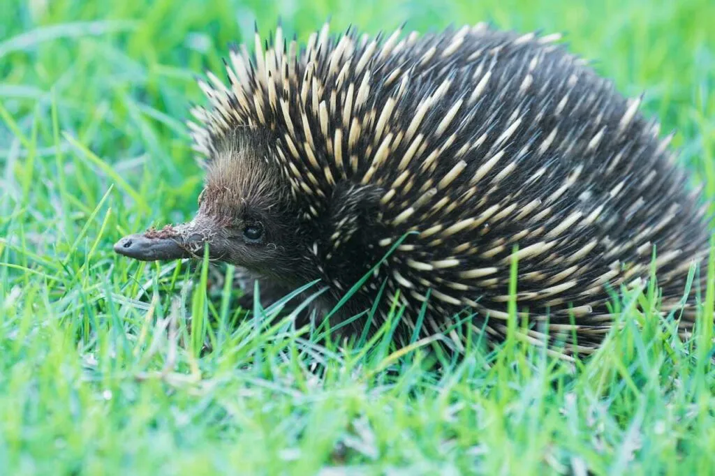 Short Beaked Echidna