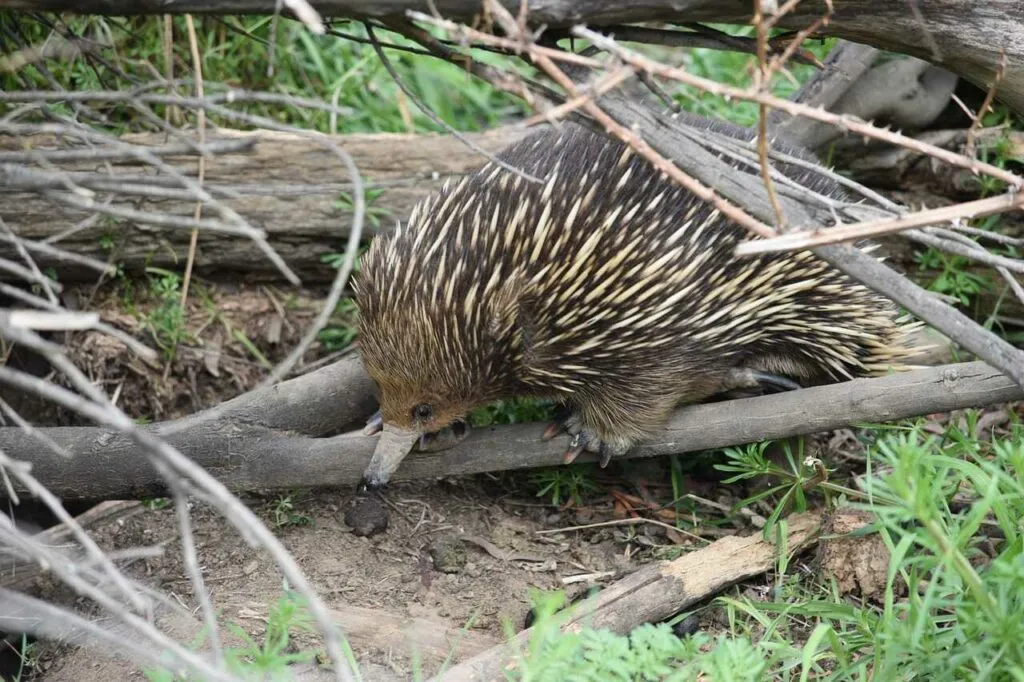 Short Beaked Echidna